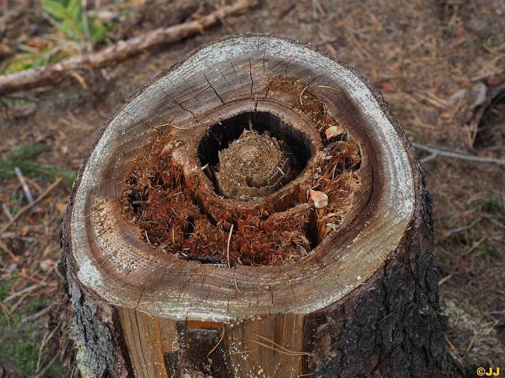 Barvy podzimu