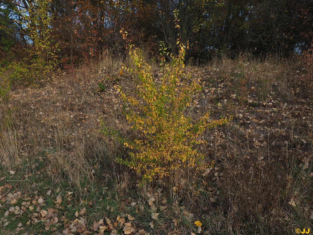 Barvy podzimu
