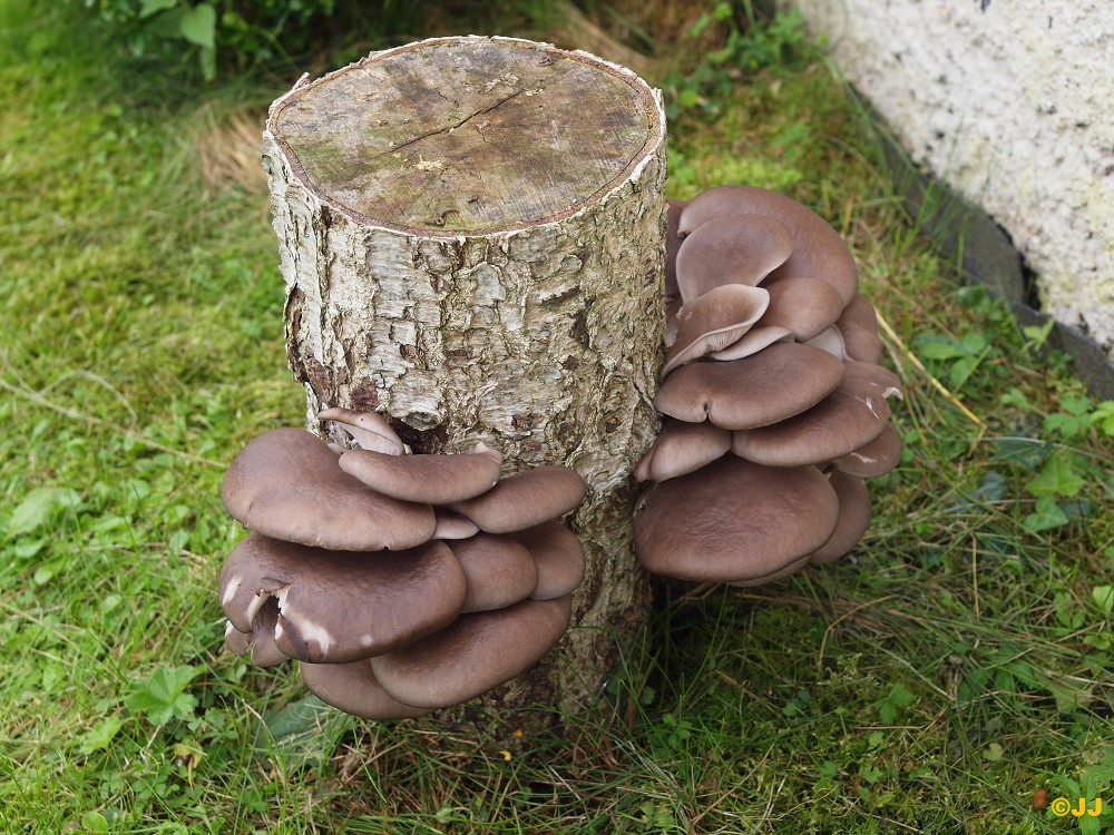  Na zahradě