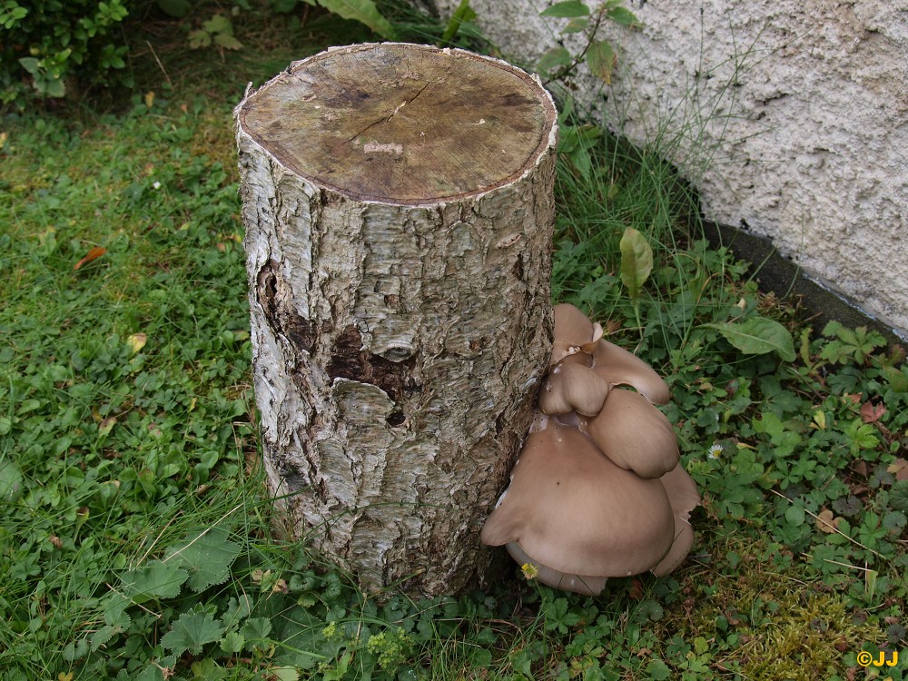  Na zahradě