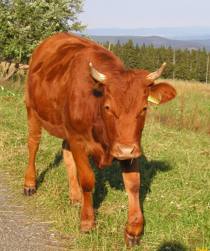   Dovolená na Prvosence v Krkonoších