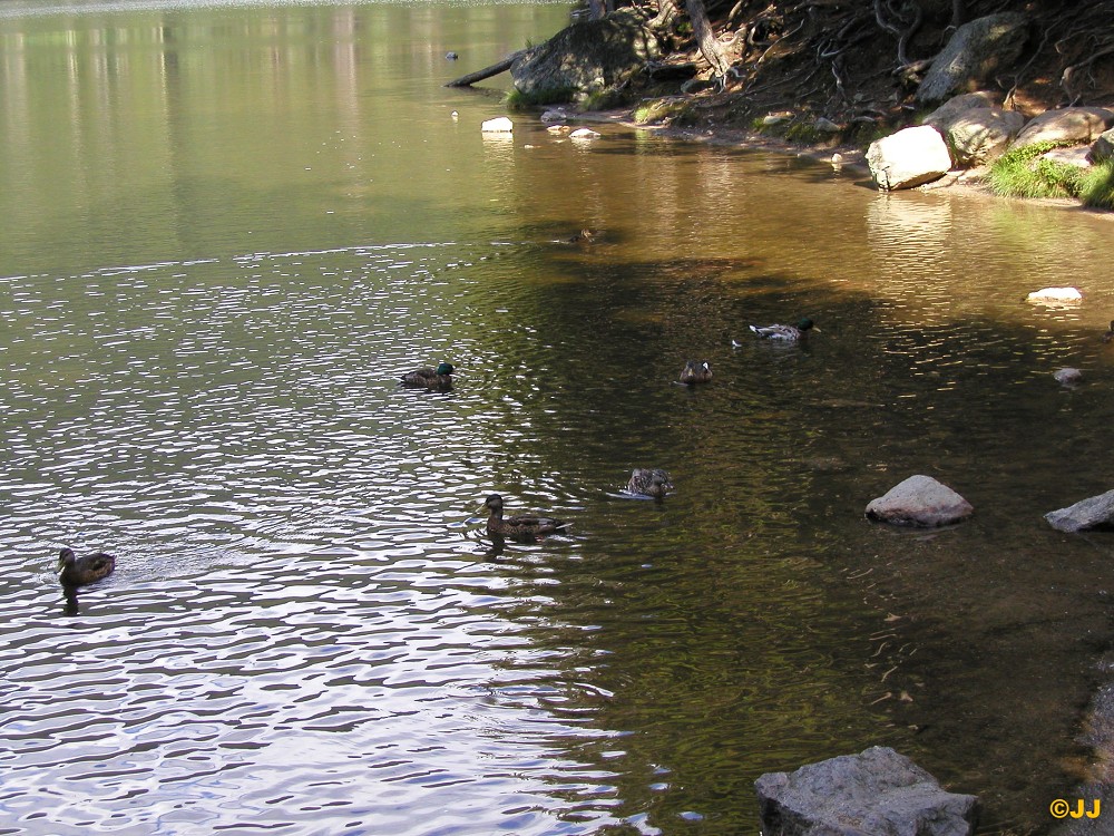   Dovolená - Železná Ruda, Špičák 